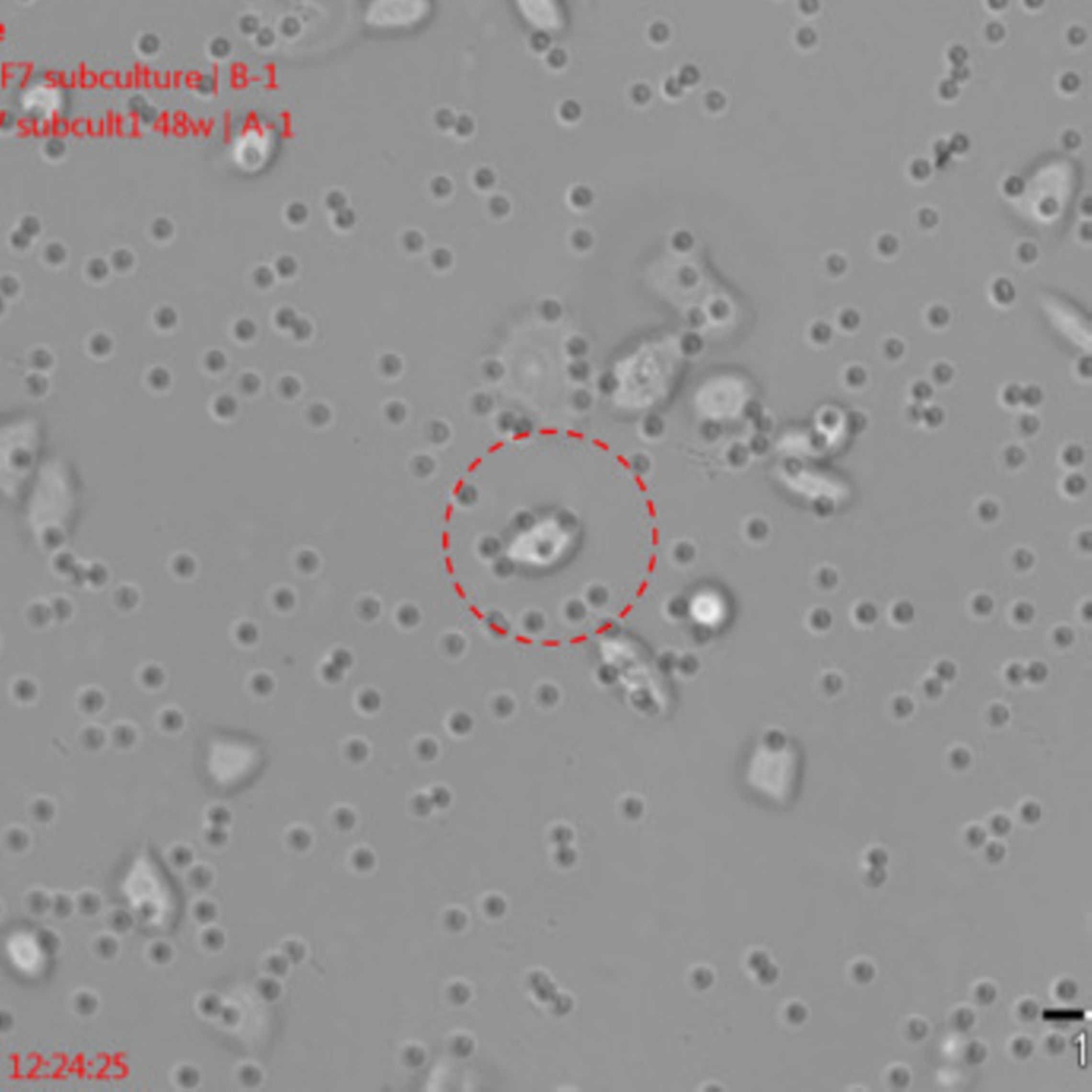 Single cell picking module for precise single cell and colony picking