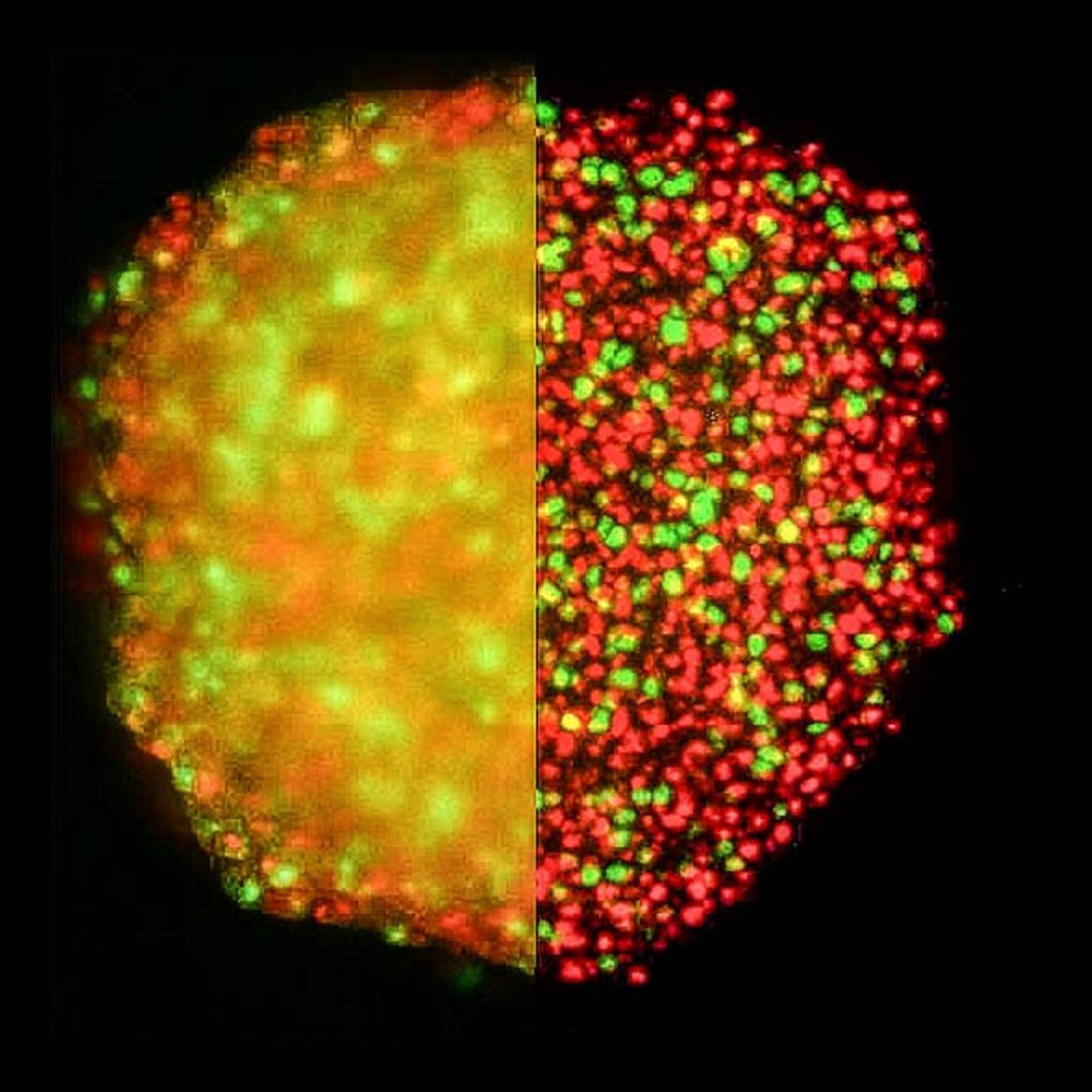 Innovations in Live‑Cell Imaging: Harnessing Confocal Technology for ...