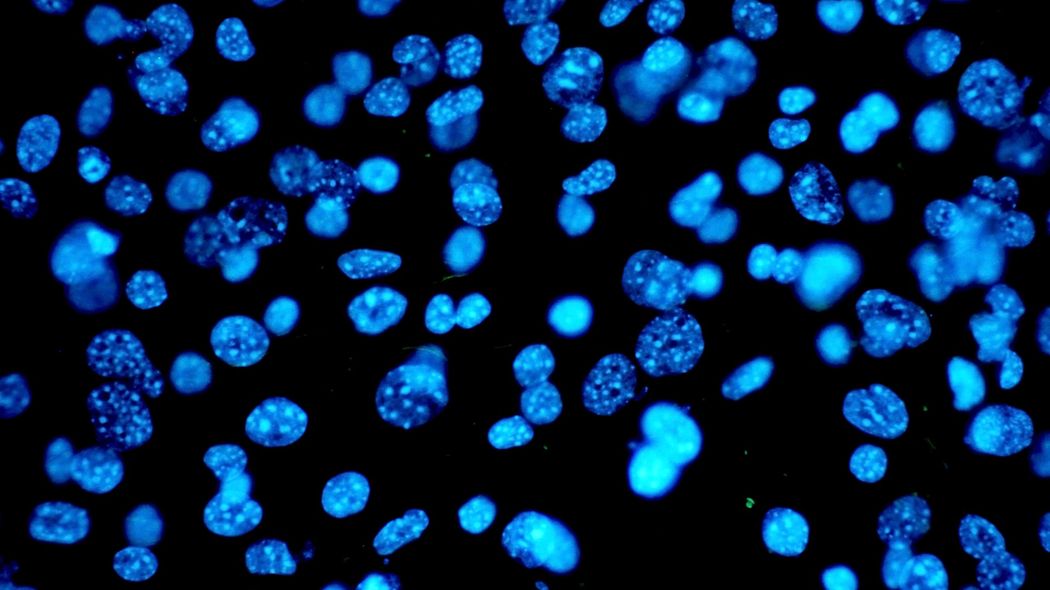 Cell Culture Experiments Protein Purification & Dialysis Sartorius