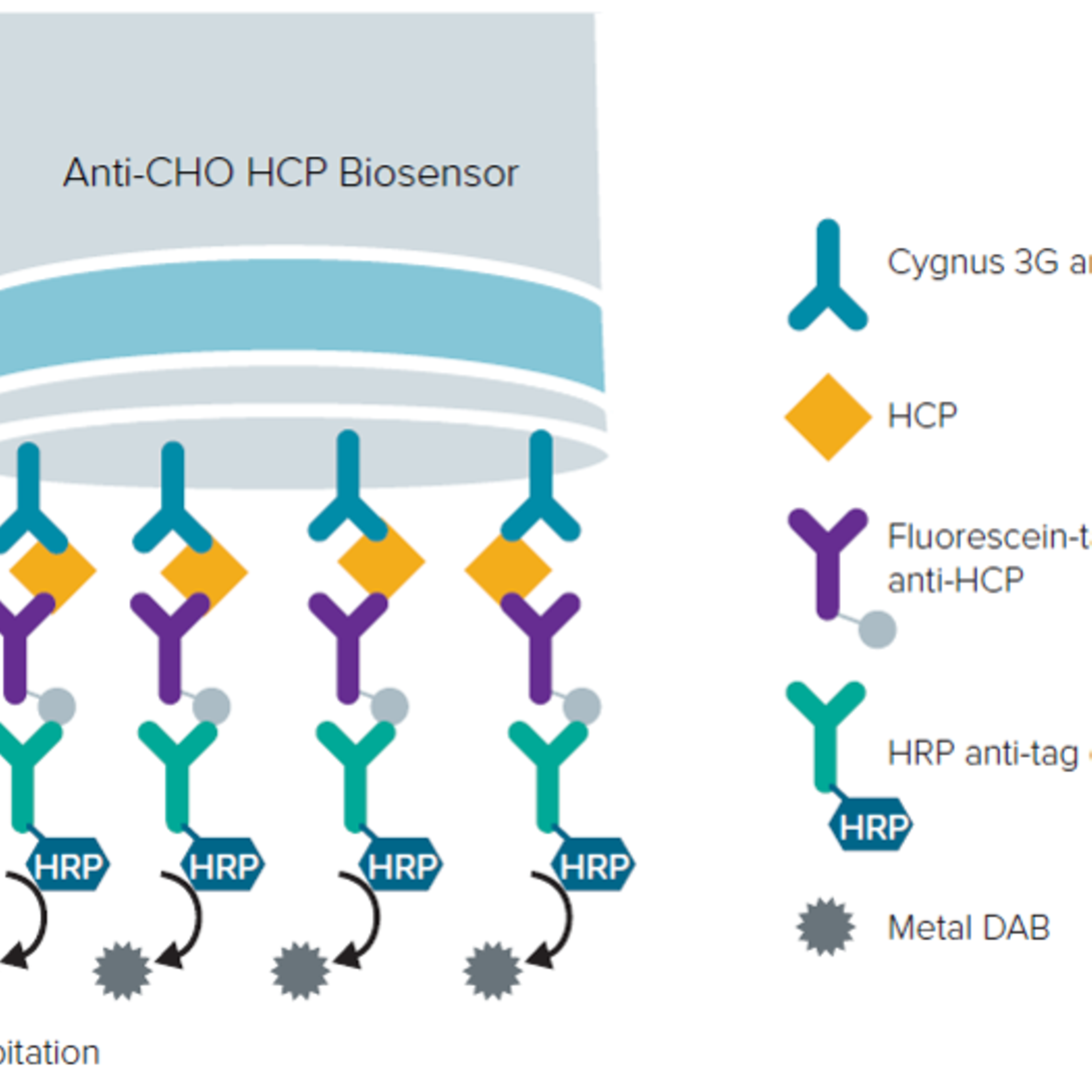 CHO Host Cell Protein Detection