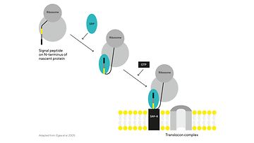 How To Achieve High Yielding Cell Lines