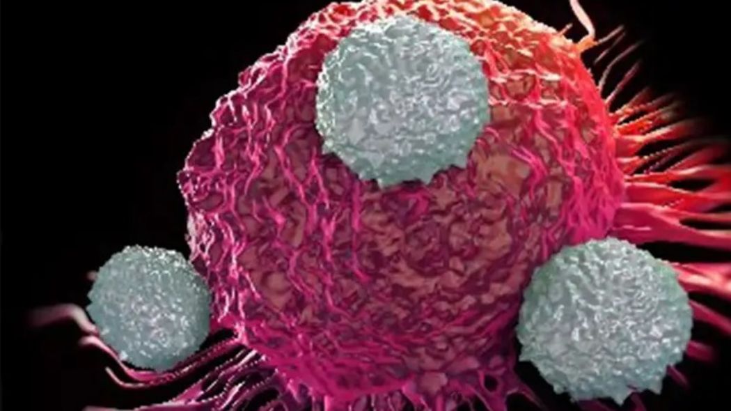 Natural Killer Cells Sartorius