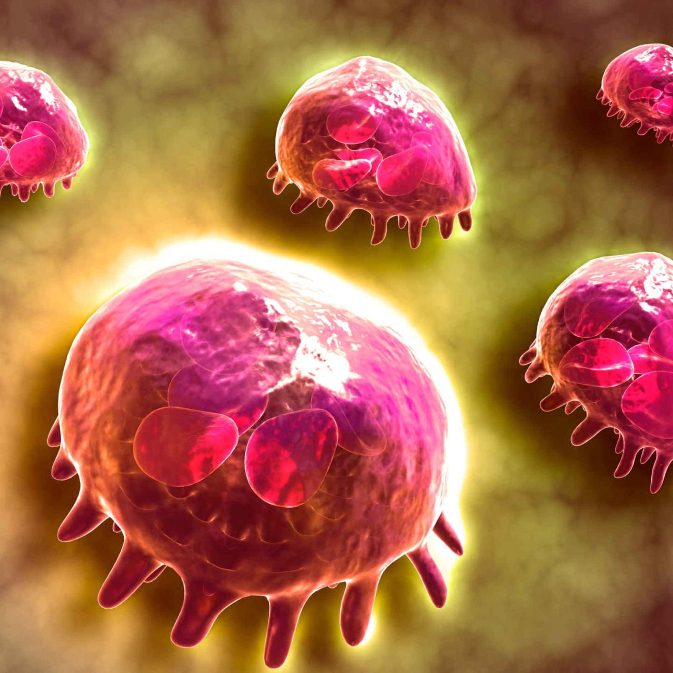 Antibody Dependent Cellular Phagocytosis | Sartorius