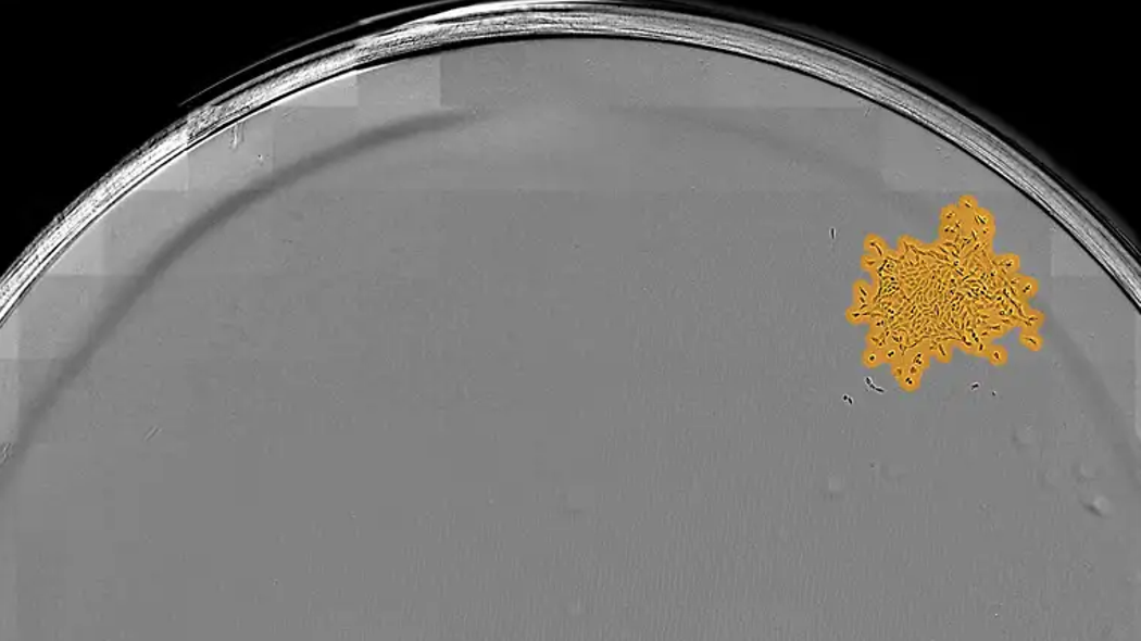 Dilution Cloning Sartorius