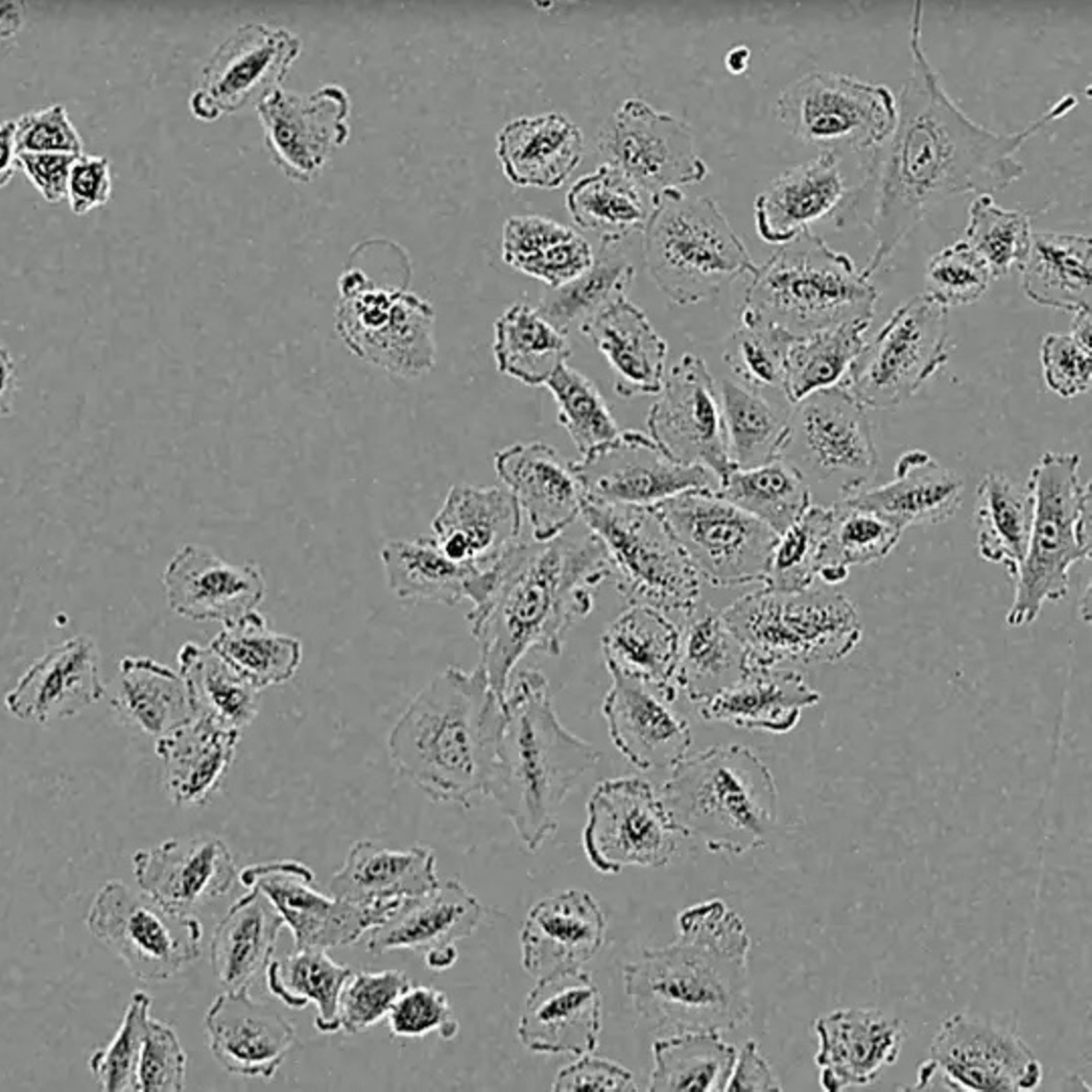 Cell Monitoring & Workflows Sartorius