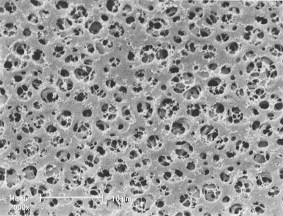 Cellulose Acetate Membrane Filters / Type 12342